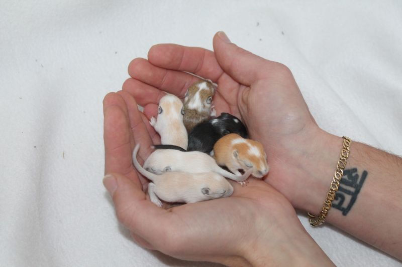 Mooie pups geboren in 2017 bij Gerbil Shop Queenies